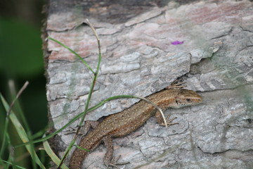 viviparous lizard