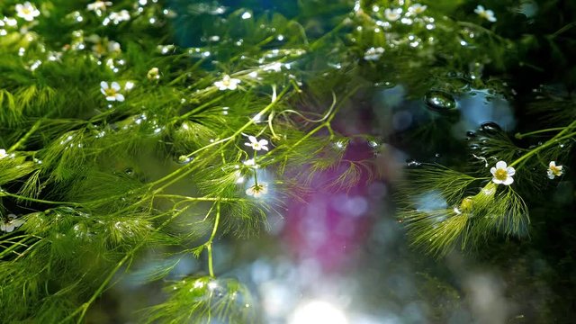水面に咲く梅花藻