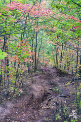 Downward path through autumn woods with tree roots exposed, vibrant fall colors
