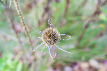 Top view of beautiful sharp sticky burr with wild plants in soft focus beneath