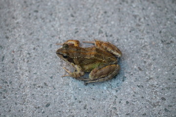common frog