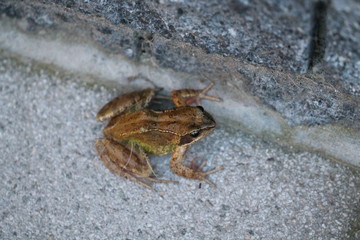 common frog