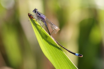 blue-tailed damselfly