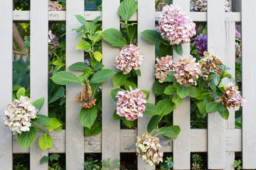 hydrangea flowers peeking through wooden picket fence