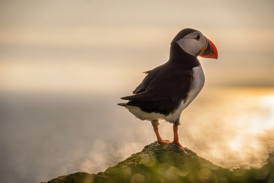 Mykines puffin