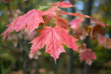 Branch of red orange maple leaves hanging in fall