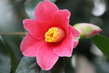 Obraz premium tropical flower