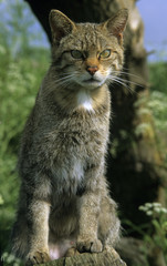 Naklejka na ściany i meble Scottish Wild cat (Felix sylvestris)