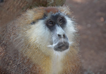 Monkey with a moustache