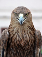 Eagle