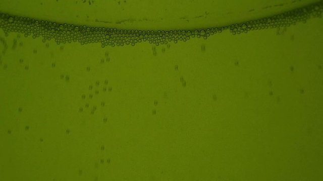 Fermentation of beer. gas bubbles go up