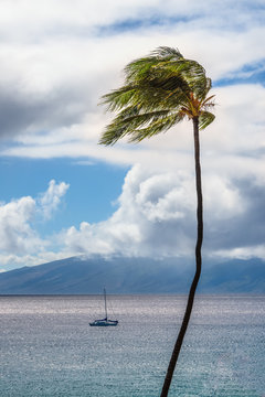 Palm Tree Blowing In Maui Trade Winds