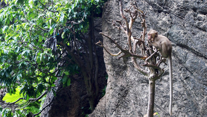 Monkeys climbing the tree