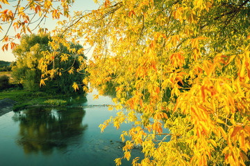 Autumn landscape with a lake. Branches with yellow leaves over the lake