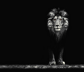 Naklejka na ściany i meble Portrait of a Beautiful lion, lion in dark