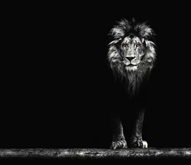 Keuken spatwand met foto Portret van een mooie leeuw, leeuw in het donker © Baranov