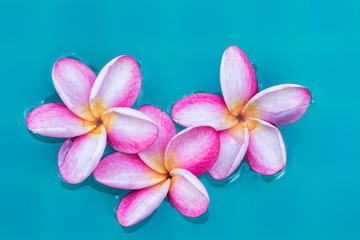 Obraz premium Frangipani Plumeria flower tropical background blue swimming pool