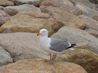Shore Bird on Rocks 2