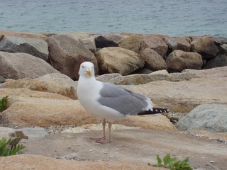 Shore Bird on Rocks 