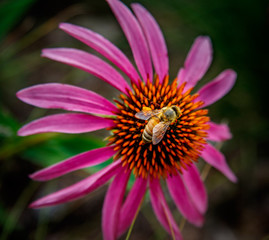 Flower & Bee