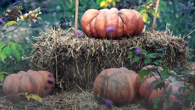 Halloween Pumpkins And Haystack. Halloween Background - HD Video
