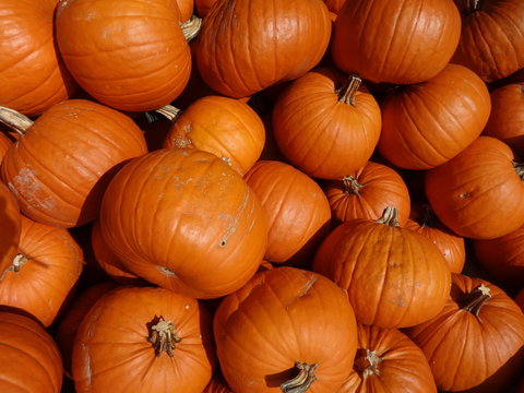 Pumpkin pile in a market for the holidays