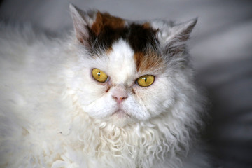 Porträt Selkirk Rex Katze auf weißer Decke