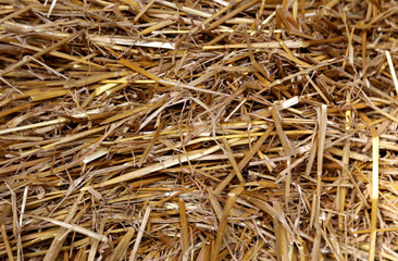 Stroh Hintergrund Heu Nahaufnahme Textur