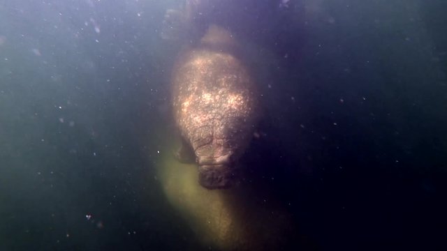 Walruses unique underwater video in Arctic Ocean. Wildlife. Amazing video footage of animal in front of camera. Wild nature. Pinniped mammals in water. Extreme diving.