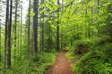 a picture of an Pacific Northwest forest trail