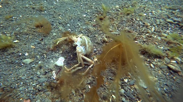 Carapace shell crab hios underwater on seabed of Kara Sea Arctic Ocean. Unique macro video close up. Predators of marine life on background of pure and transparent clean clear water.