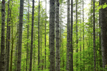 Fototapeta na wymiar a picture of an Pacific Northwest forest in early summer