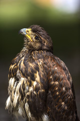 Aquila