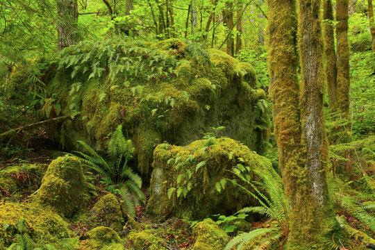 a picture of an Pacific Northwest forest with a mossy boulder