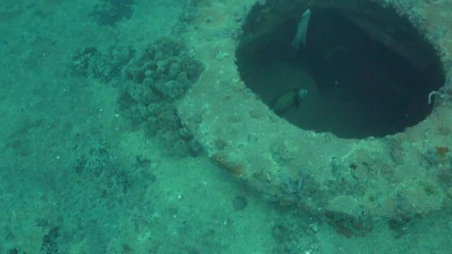 Tropical fish swimming around the USS Spiegel Grove wreck, in the Florida Keys. 