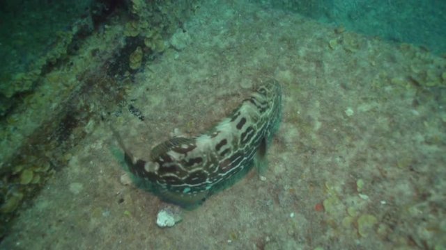 Tropical fish swimming around the USS Spiegel Grove wreck, in the Florida Keys. 