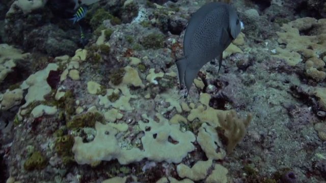 Tropical fish swimming around the USS Spiegel Grove wreck, in the Florida Keys. 