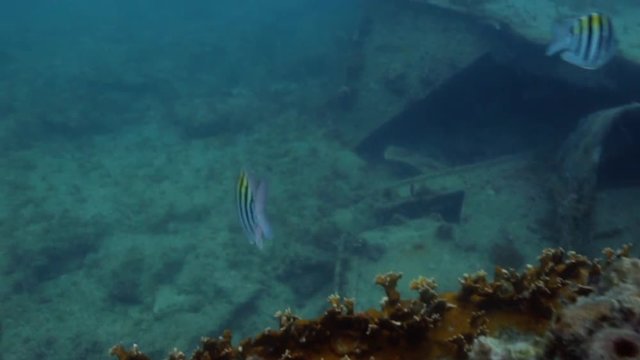 Tropical fish swimming around the USS Spiegel Grove wreck, in the Florida Keys. 