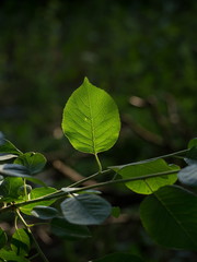 One leaf shine under Sunlight