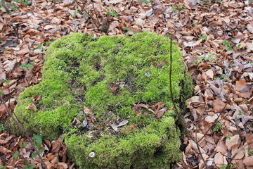 Fototapeta premium moos