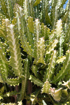 Euphorbia pseudocactus Berger in rural Queensland, Australia