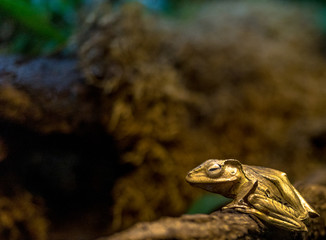 Golden Hued Borneo Eared Frog  on a Tree Branch