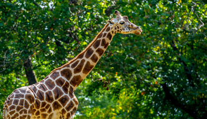 Giraffe in Profile Against a Dark Green Leafed Background