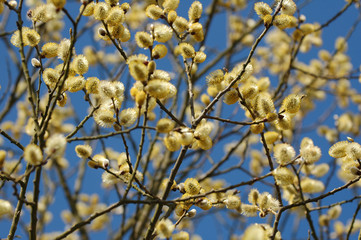 Willow tree (salix caprea) spring buds