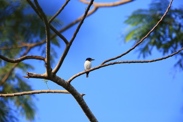 Ultramarine kingfisher (Todiramphus leucopygius) in Solomon Island

