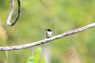 Ultramarine kingfisher (Todiramphus leucopygius) in Solomon Island

