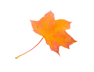 One beautiful maple leaf