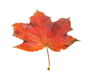 One beautiful red maple leaf