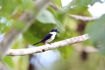 Ultramarine kingfisher (Todiramphus leucopygius) in Solomon Island

