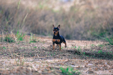 Miniature pinscher dog.